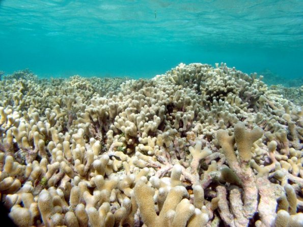 Porites divaricata Finger coral