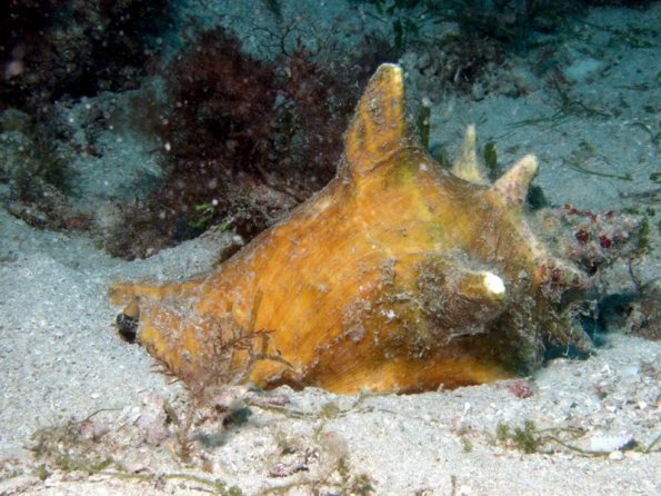 Queen conch