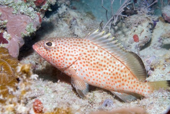 Red hind