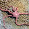 Ruby brittle star