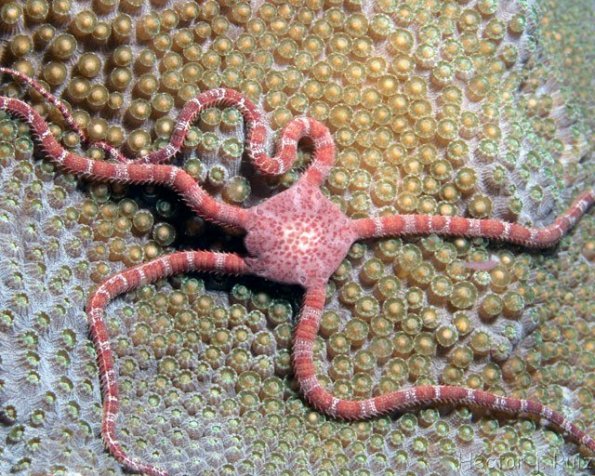 Ruby brittle star