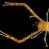 Squat lobster