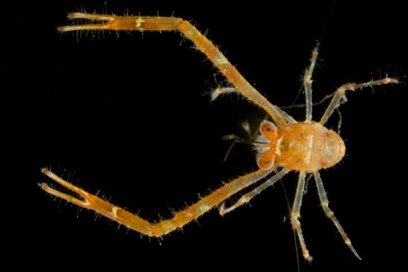 Squat lobster