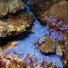 Tunicate