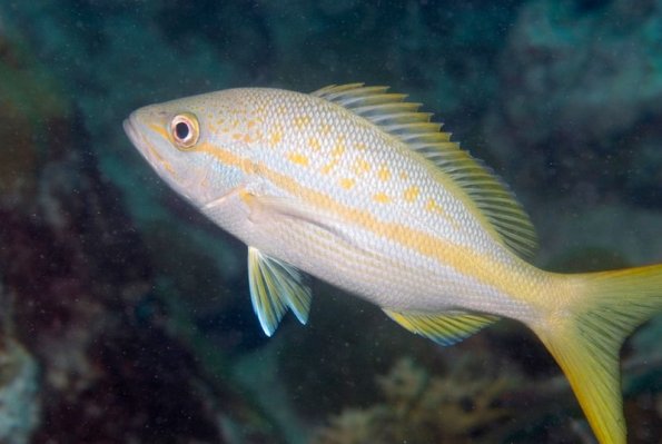 Yellow tail snapper