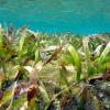 seagrass