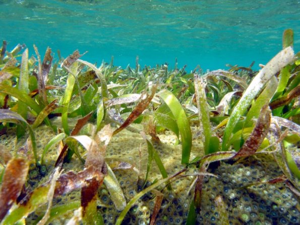 seagrass