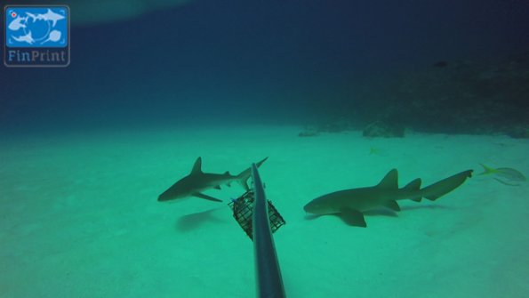 G-Fin Print