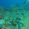 Global Status and Conservation Potential of Reef Sharks