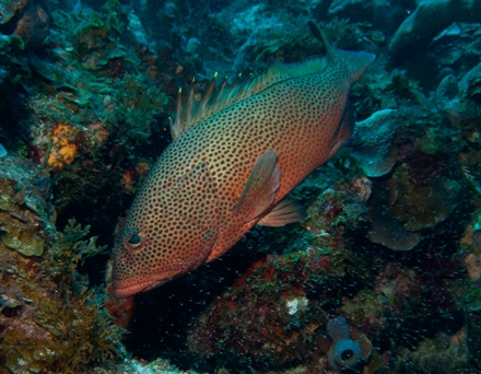 E_guttatus