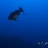 E_striatus-FSA