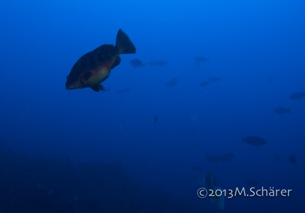 E_striatus-FSA