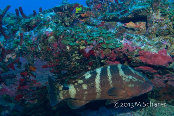E_striatus