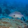 Groupers in Puerto Rico and USVI