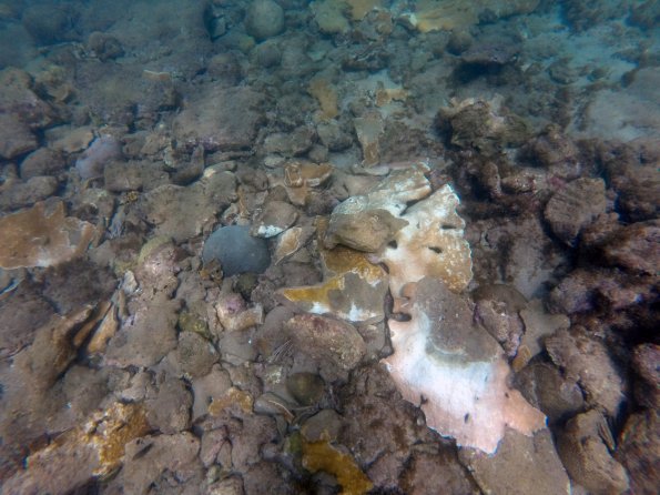 Coral fragments of multiple species