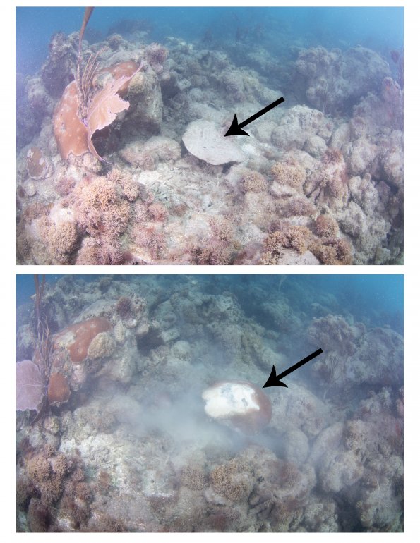 Siderastrea siderea