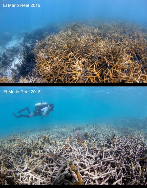 Extensive damage to Acropora cervicornis