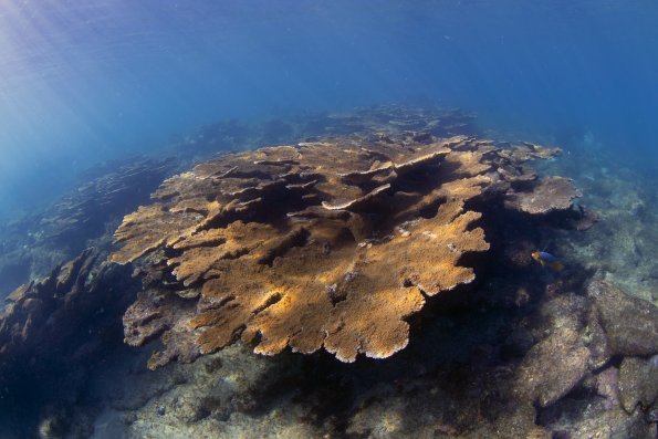 Acropora palmata thickets